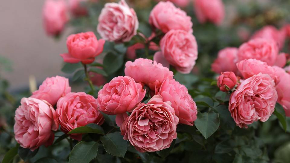 Englische Rose mit altrosa Blüten gefüllt