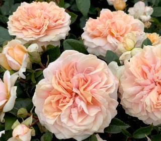 Englische Rose Strauch gefüllte Blüten aprikot