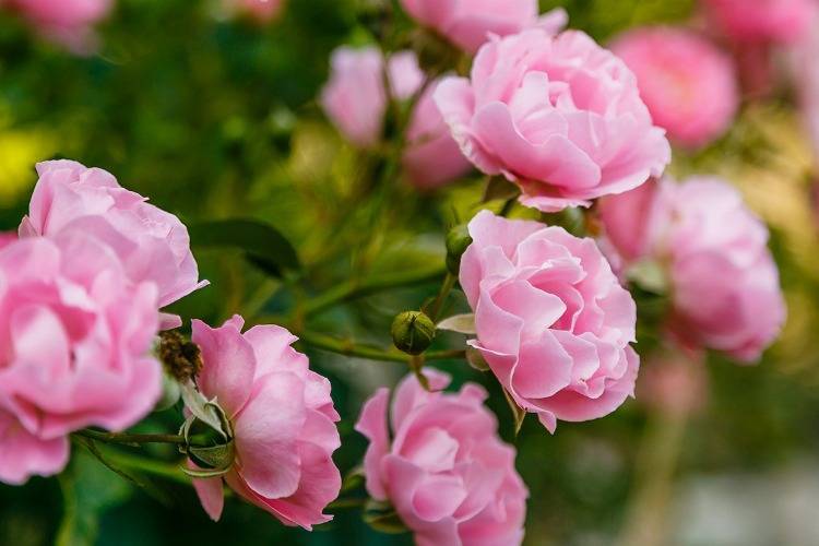 Englische Rose zartrosa Blüten