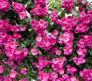Englische Rosen Hecke kleinblütig ungefüllte pinke Blüten