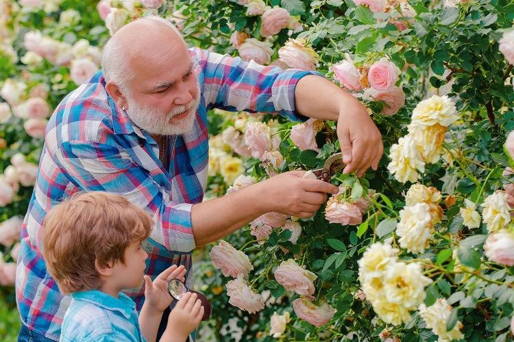 Englische Rosen Rosenpflege Blüten schneiden Vater und Sohn