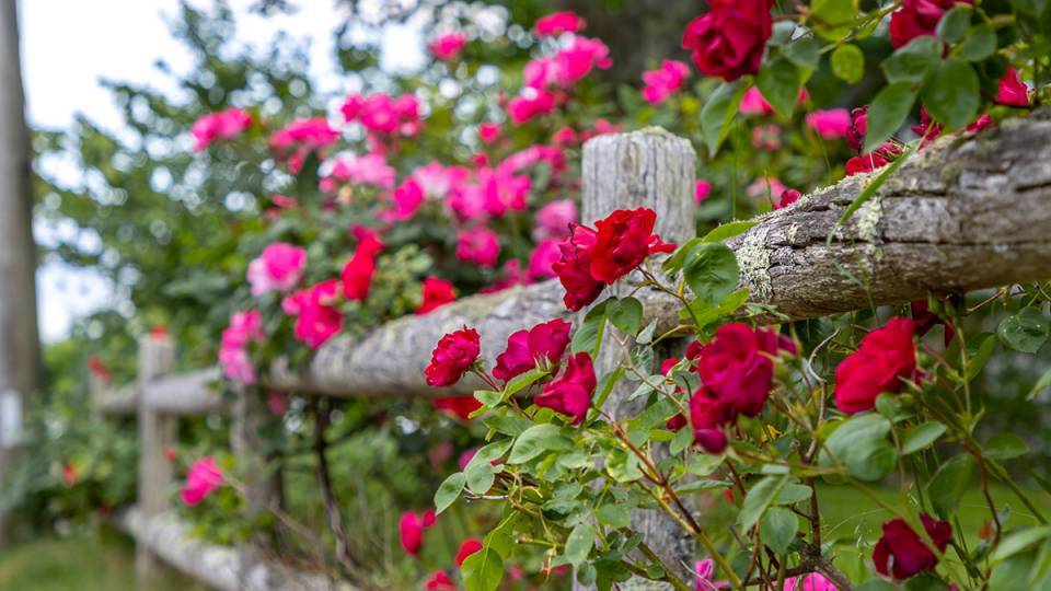 Englische Rosen über einem Holzzaun in rot & pink