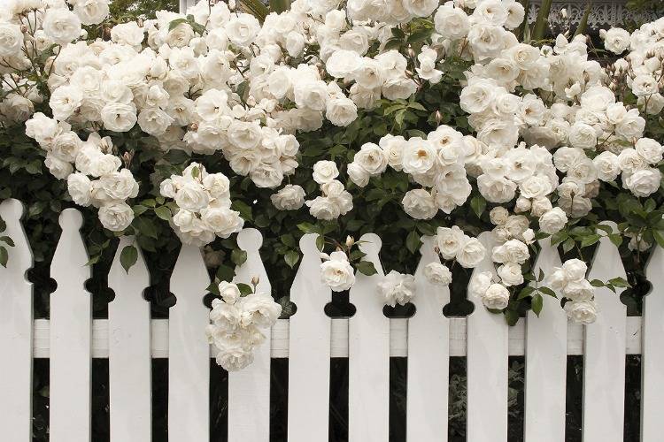 Englische Teerose üppig gewachsen weiße Blüten über einem Gartenzaun