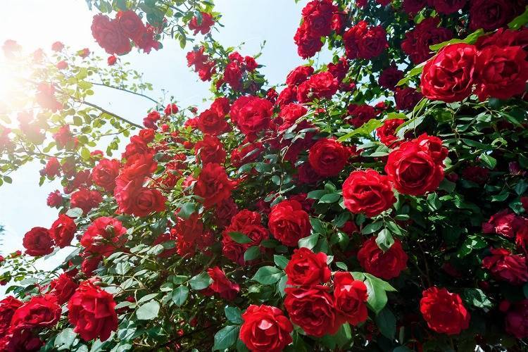 Rosenhecke kleinblütige Englische Rose in rot