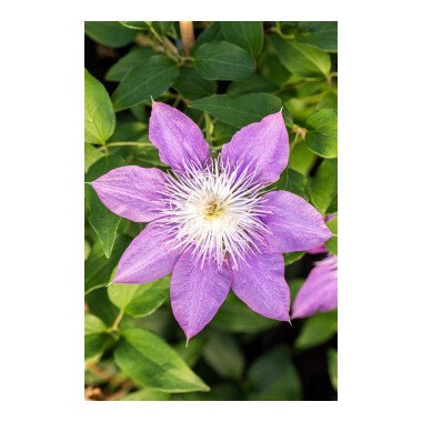 Clematis Hybride YCrystal FountainY