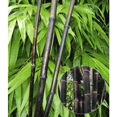 Heckenpflanzen Immergrün Schnellwachsend & Schwarzer Bambus 'Black Pearl'
