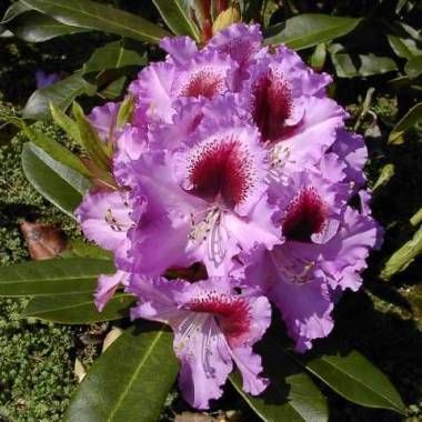 Rhododendron PG II + III Liebhaber blau 5 l Container