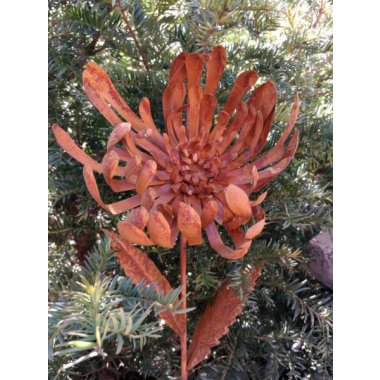 Edelrostoptik Blume Chrysantheme, Valerian