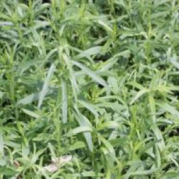 Estragon, Artemisia dracunculus, Topfware