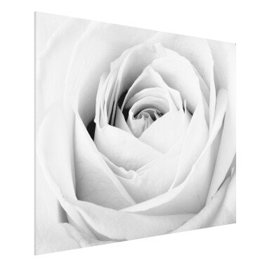 Forexbild Blumen Querformat 4:3 Close Up Rose