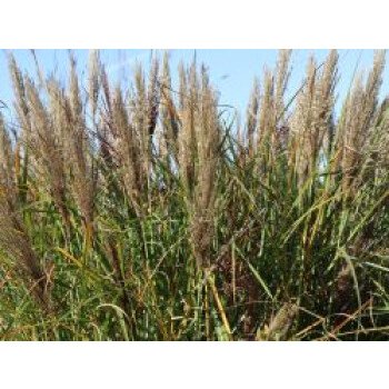 Gräser überwintern Garten & Chinaschilf 'Dread Locks', Miscanthus sinensis