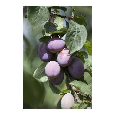 Prunus domestica 'Imperial'