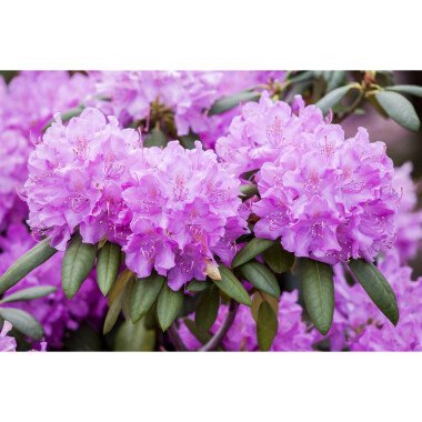 Rhododendron 'Roseum Elegans' I mB 180- 200