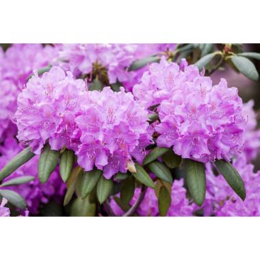 Rhododendron 'Roseum Elegans' I mB 180- 200
