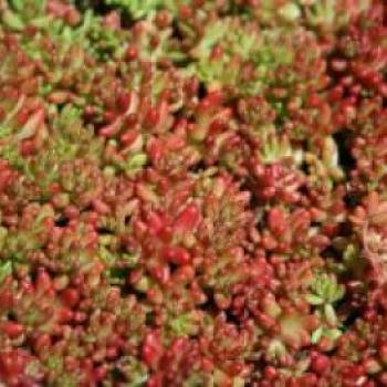 Rotmoos Mauerpfeffer 'Coral Carpet', Sedum