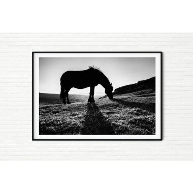 Schwarz-Weißes Pferd Fotografie Fine Art