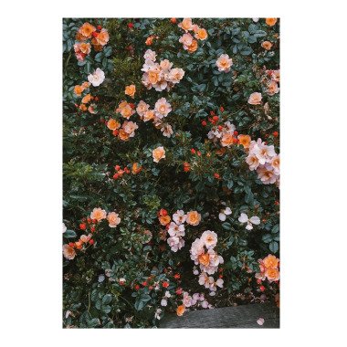 Fine Little Day Rose Poster 70 x 100cm