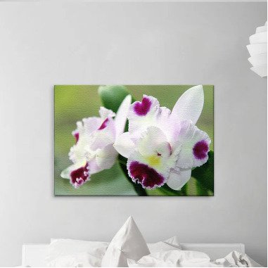 Leinwandbild Die Orchidee