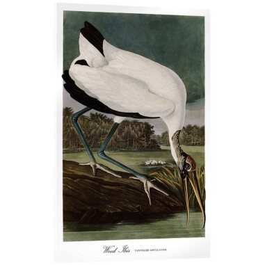 Posterlounge Acrylglasbild John James Audubon