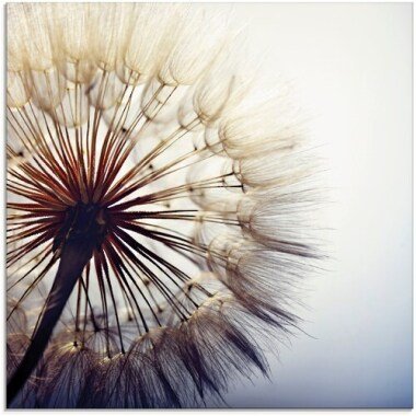 Artland Glasbild »Große Pusteblume«, Blumen