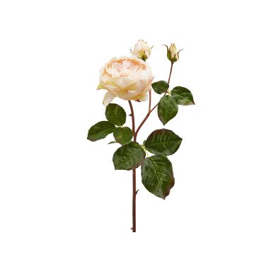 Englische Rose Creme H: 57 cm