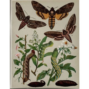 1903 Original Vintage Lepidoptera Motten