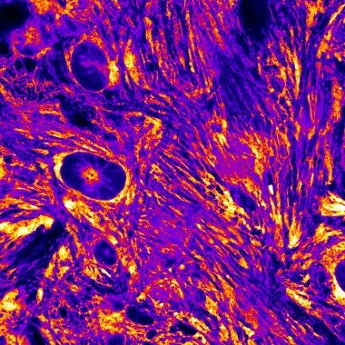 Cells Art Print Mikroskopie Bild Biologie