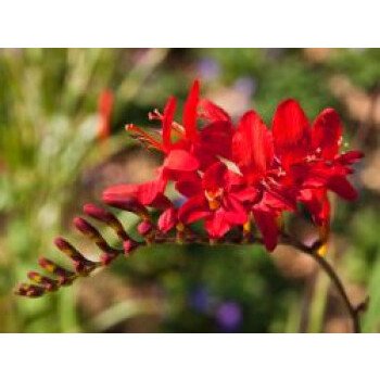 Montbretien & Montbretie 'Red King', Crocosmia x crocosmiiflora 'Red King'