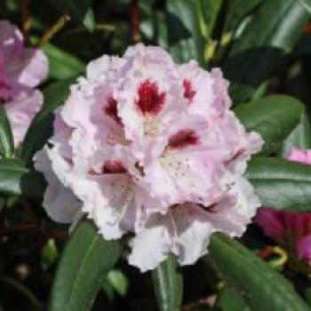 Rhododendron 'Annika', 25-30 cm, Rhododendron
