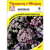 Bartnelke (Dianthus barbatus) Kaleidoscope