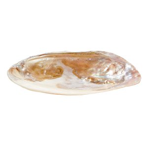 Bead & Perlmutt Muschel-Schale mit Perle
