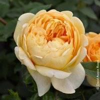 Englische Rose 'Golden Celebration' (Ausgold)