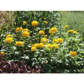 Blumen Katalog & Stauden-Sonnenblume 'Soleil d'Or', Helianthus decapetalus