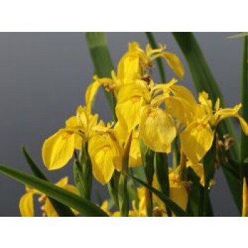 Heimische Sumpf-Schwertlilie, Iris pseudacorus, Topfware