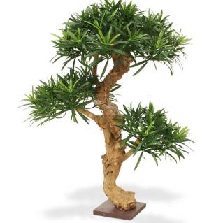 Künstlicher Podocarpus Bonsai x3/ 65 cm auf Holzsockel