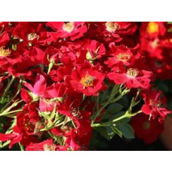 Bodendecker-Rose 'Bienenweide Rot', Rosa 'Bienenweide Rot', Topfware