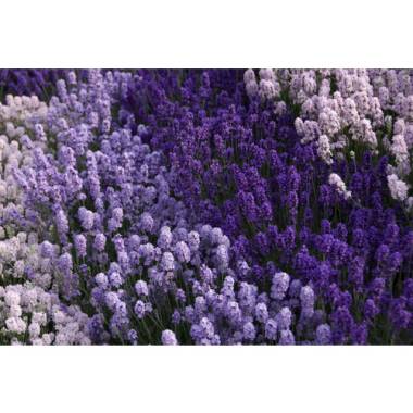 HELIX PFLANZEN Lavendel, Lavandula  angustifolia