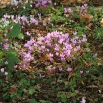 Herbst-Alpenveilchen, Cyclamen hederifolium, Topfware