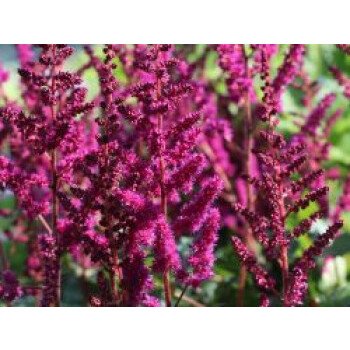 Prachtspiere 'Vision in Red' , Astilbe chinensis 'Vision in Red' , Topfware