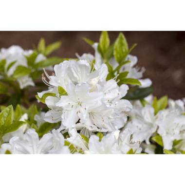 Rhododendron obt.'Palestrina'