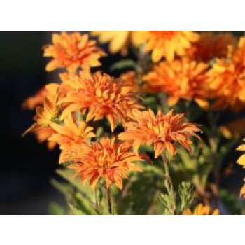 Winteraster 'Mandarine', Chrysanthemum x hortorum 'Mandarine', Topfware