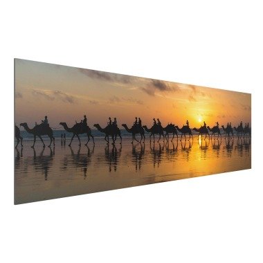 Alu-Dibond Bild Tiere Panorama Kamele im