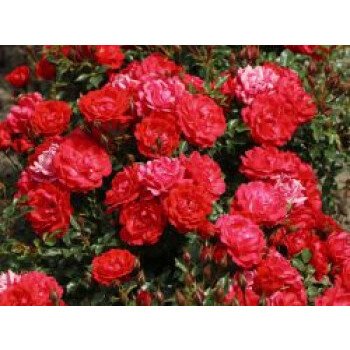 Bodendecker-Rose 'Limesglut' , Rosa 'Limesglut' ADR-Rose, Containerware