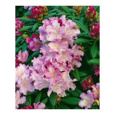 Rhododendron yakushimanum 'Caroline Allbrook' mB 30- 40