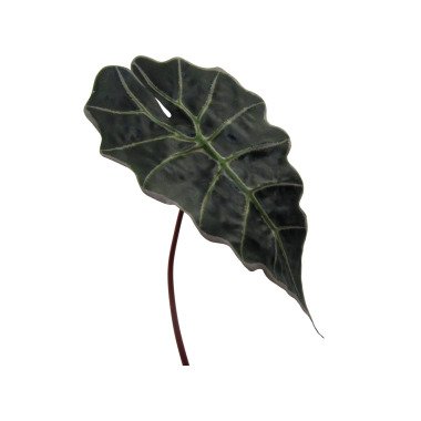 Alocasienblatt H: 67 cm