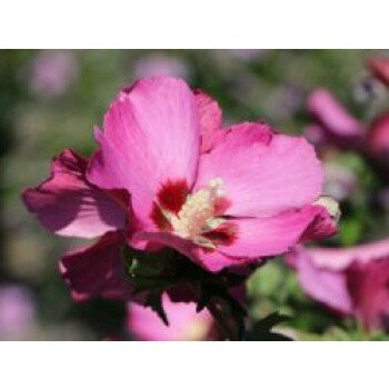 Garteneibisch 'Pink Giant' , 40-60 cm, Hibiscus syriacus 'Pink Giant' , Containe