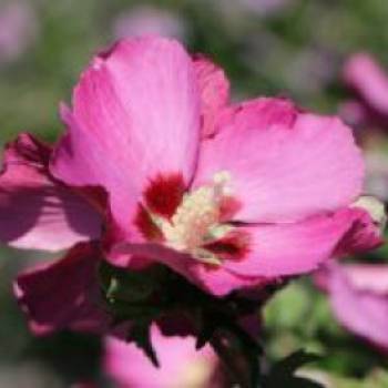 Garteneibisch 'Pink Giant' , 40-60 cm, Hibiscus