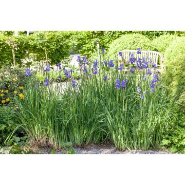 Schwertlilien & Iris setosa P 1