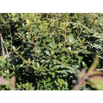 Grabbepflanzung & Japan-Stechpalme, 30-40 cm, Ilex crenata, Containerware