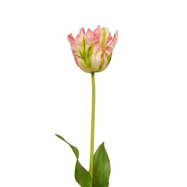 Künstliche van Gogh Tulpe Blume 70 cm grün-rosa